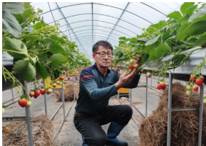 30년을 바친 통영딸기왕, 딸기의 맛과 정성을 확인하다