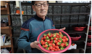 30년을 바친 통영딸기왕, 딸기의 맛과 정성을 확인하다