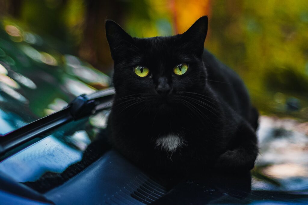 close up photo of black cat