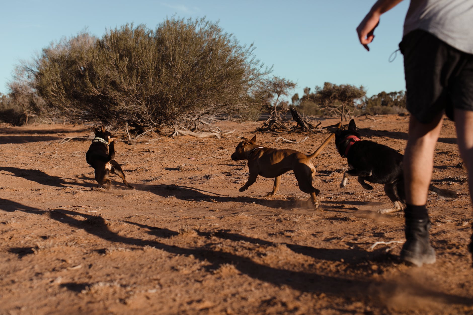 group of dogs running away from man on sand