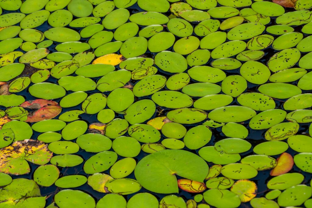 water lilies on water